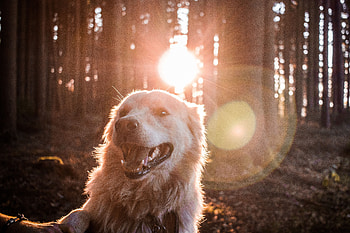 Animals, Forest, Dog, Sunlight, Happy HD wallpaper