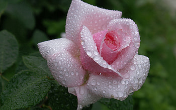 Flowers, Leaves, Rain, Drops, Flower, Rose Flower, Rose, Bud, Handsomely, It's Beautiful HD wallpaper