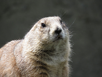 Animals, Muzzle, Rodent, Prairie Dog, Meadow Dog HD wallpaper