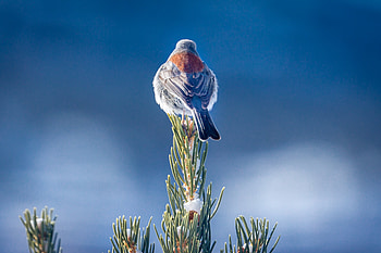 Dark Eyed Junco Bird, dark-eyed-junco-bird, birds HD wallpaper