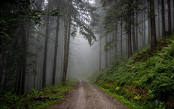 Forest, nature, path, tree HD wallpaper