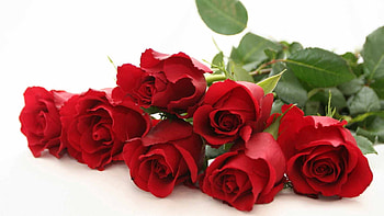 Flowers, Roses, Leaves, Buds, Scarlet HD wallpaper