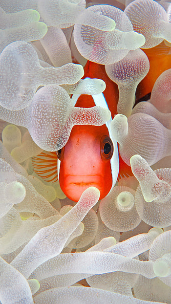 Hidden fish Android , Creative and unique, Secret aquatic world, Android HD phone wallpaper