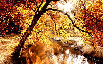 LIGHTED AUTUMN, river, rays, sunlight, autumn, forest HD wallpaper