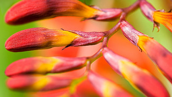 Flower, Plant, Macro, Branch HD wallpaper
