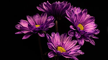 Chrysanthemum, High-quality , Vibrant flowers, Natural elegance HD wallpaper