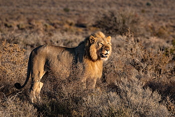 A powerful lion stands proudly in the South African savanna, showcasing its majestic mane and natural habitat. HD wallpaper