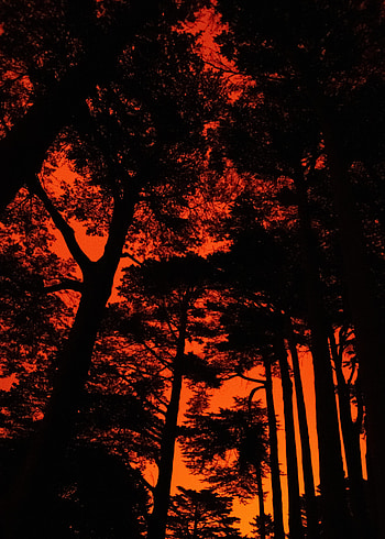Trees, Sunset, Dark, Silhouette HD phone wallpaper