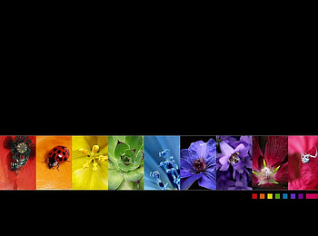 Natural Rainbow Black, natural, black, design, rainbow HD wallpaper