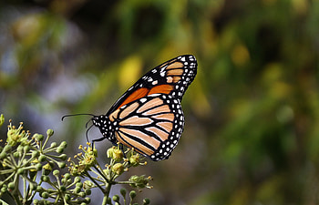 Macro, Close-Up, Brown, Butterfly, Monarch Butterfly, Butterfly Monarch HD wallpaper