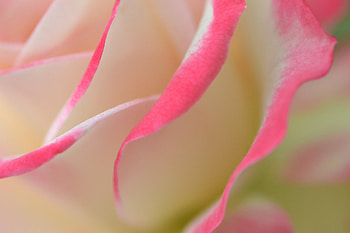 Macro, Rose Flower, Rose, Petals, Bud HD wallpaper