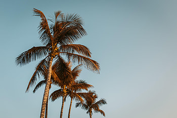 Nature, Trees, Sky, Palms, Top, Tops HD wallpaper