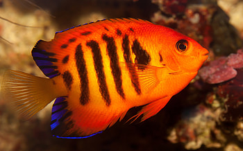 Flame angelfish charm, Cute , Mesmerizing , Aquatic wonder HD wallpaper