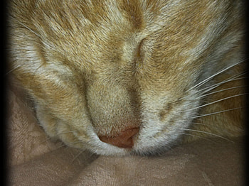 Sleeping beauty, animal, cat, feline, sleeping, orange, pink nose HD wallpaper