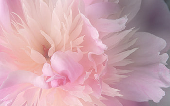 Plants, Flowers HD wallpaper
