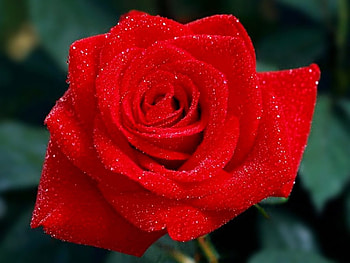 Wet Rose, rose, wet, , red, beautiful HD wallpaper