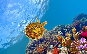 sea turtle, sea, turtle, reef, coral HD wallpaper