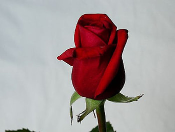 Single Red Rose, rose, , red, flower HD wallpaper