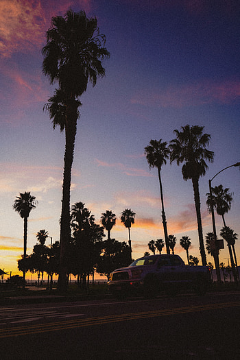Twilight, Palms, Dark, Road, Car, Machine, Dusk HD phone wallpaper