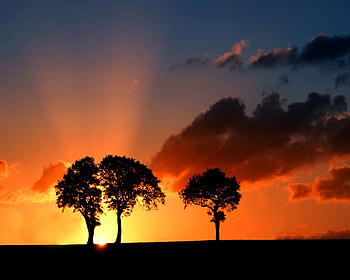 Sunset trees, sun, light, tree, sunset HD wallpaper