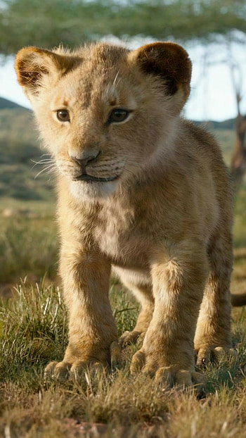 Lion King, Nature Background HD phone wallpaper