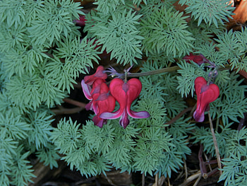 Hearts Of Summer, Bleeding Hearts, graphy, Leaves, Summer, Red, Flowers, Nature HD wallpaper