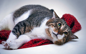 Animals, Cat, Lies, Fright, Emotions HD wallpaper