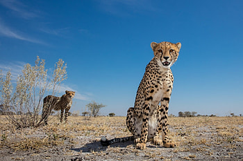 Cheetahs, cat, sitting, wildlife, predator HD wallpaper