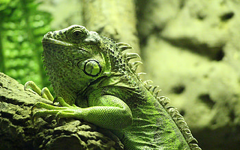 Iguana, , Detailed texture, Reptile graphy HD wallpaper