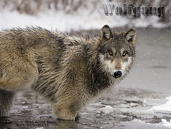 GREY WOLF IN A POND, animals, snow, grey wolf, wolf graphy, wolf, ice, pond HD wallpaper