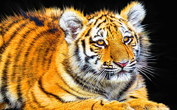 Tiger Cub, tiger, cub, animals HD wallpaper