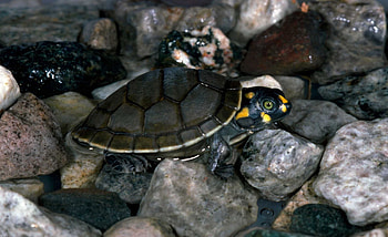 Animals, Water, Stones, Turtle HD wallpaper