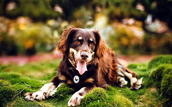 Animals, Grass, Dog, Relaxation, Rest, Moss, Language, Tongue HD wallpaper