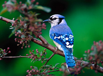 BLUE JAY, Leaves, Limb, Feathers, Blue HD wallpaper