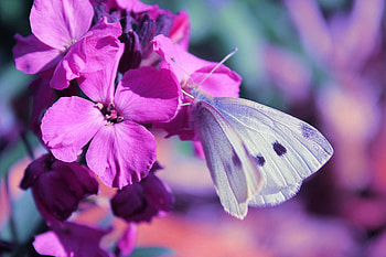 dom, white, butterfly, nature, flowers, blooms HD wallpaper