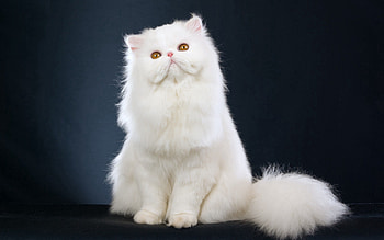 Cat, Animals, Fluffy, Beautiful, Is Sitting, Sits HD wallpaper