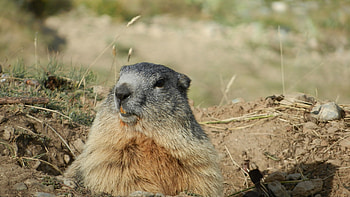 Animals, Muzzle, Alps, Rodent, Marmot HD wallpaper