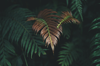 Leaves, Plant, Macro, Carved, Dry HD wallpaper