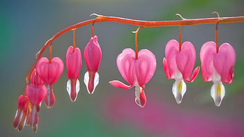 Flowers Hanging, branch, pink, flowers, not bloomed HD wallpaper