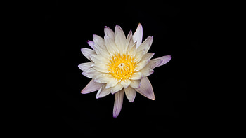 White And Yellow Flower Black Background , flowers, dark, black, oled, nature HD wallpaper