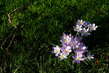 Flowers, Grass, Branch, Lawn HD wallpaper