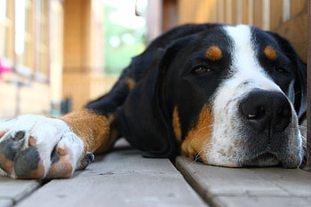 Animals, To Lie Down, Lie, Dog, Muzzle, Spotty, Spotted, Ears HD wallpaper