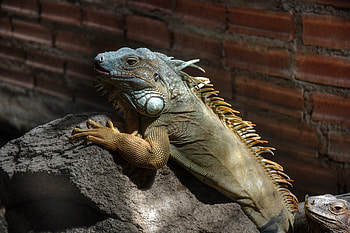 Animals, Branch, Color, Iguana, Climb HD wallpaper
