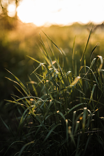 Nature, Grass, Sun, Macro, Ear HD phone wallpaper