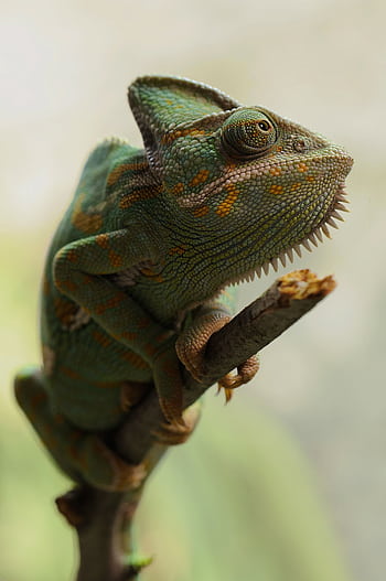 Detailed of a colorful chameleon perched on a branch, showcasing its distinctive textures. HD phone wallpaper