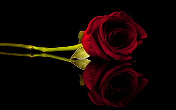 Plants, Flowers, Roses HD wallpaper