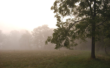 Sun is Rising, sky, field, sunrise, tree HD wallpaper