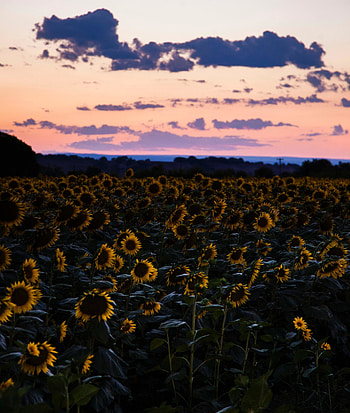Sunflowers, flowers field, sunset HD phone wallpaper