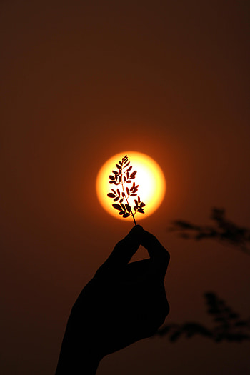 Sunset, Sun, Dark, Hand, Branch HD phone wallpaper