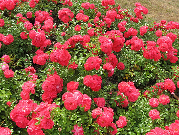 Gorgeous Rose Flowers, Flowers, Roses, Nature, Red HD wallpaper